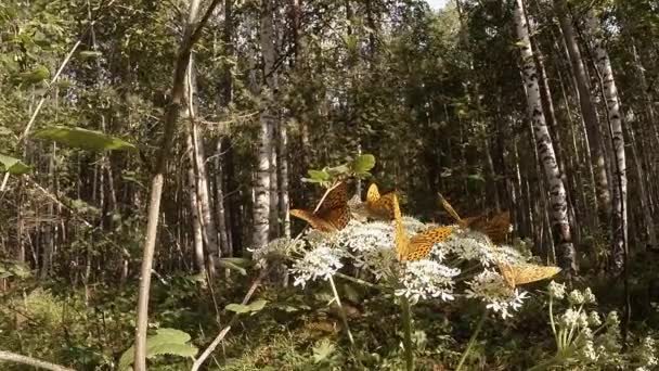 Wenige fleckige braune Schmetterlinge auf einer riesigen weißen Blume im Wald — Stockvideo