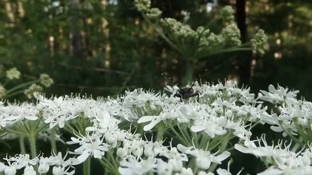 Coléoptère moustachu sur une fleur blanche a vu la caméra et a décollé, gros plan — Video