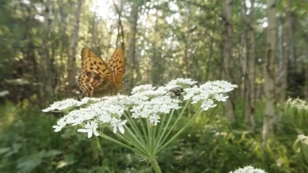 Escarabajo y mariposa al sol en una flor blanca en el bosque — Vídeos de Stock