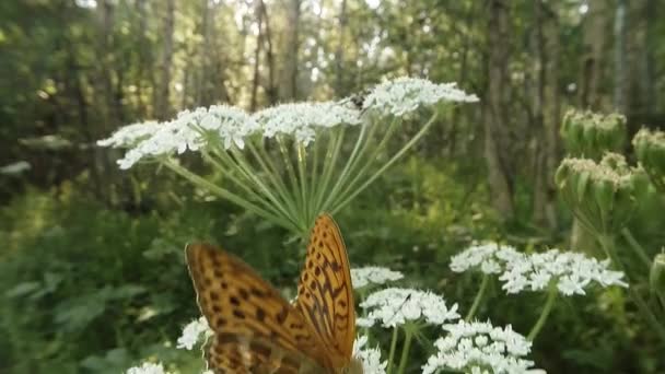 Besouro-manchado marrom e borboleta ao sol em uma flor branca na floresta — Vídeo de Stock