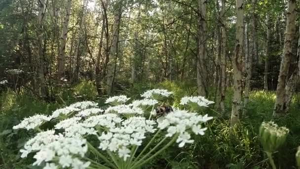 Mariposas manchadas volando sobre una enorme flor blanca en el sol del bosque, escarabajo — Vídeos de Stock