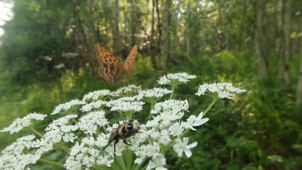 숲 속의 하얀 꽃 위에서 일광욕을 즐기는 갈색 점 이 있는 딱정벌레와 나비 — 비디오