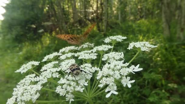 Brown-spotted beetle and butterfly in the sun on a white flower in the forest — Stock Video