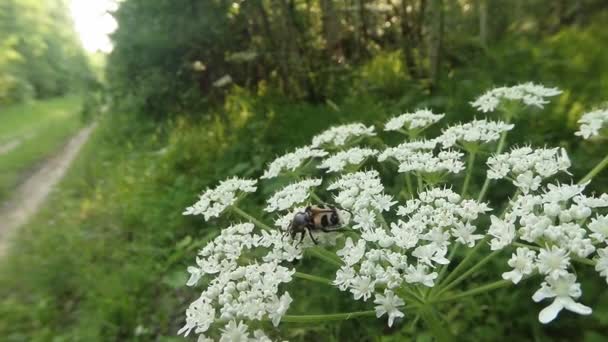 Le scarabée brun se glisse sur de petites fleurs blanches et mange les pétales — Video