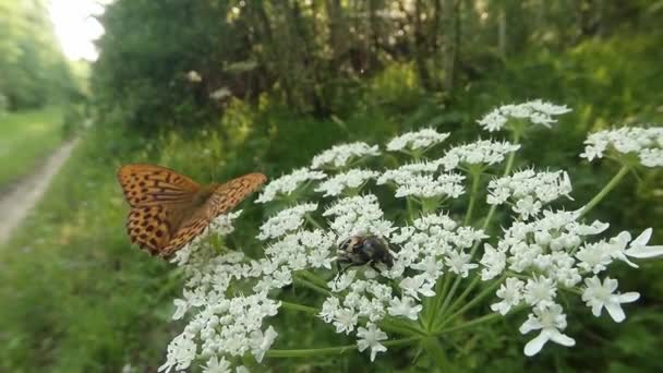 白い花で花弁を噛むカブトムシに蝶が飛びます — ストック動画