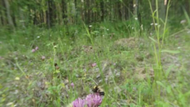 Mariposa vuela de trébol rosa en el que se sienta un abejorro — Vídeo de stock