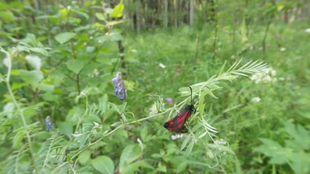 Un par de mariposas rojas apareamiento temporada sobre un fondo de verde, primer plano — Vídeo de stock