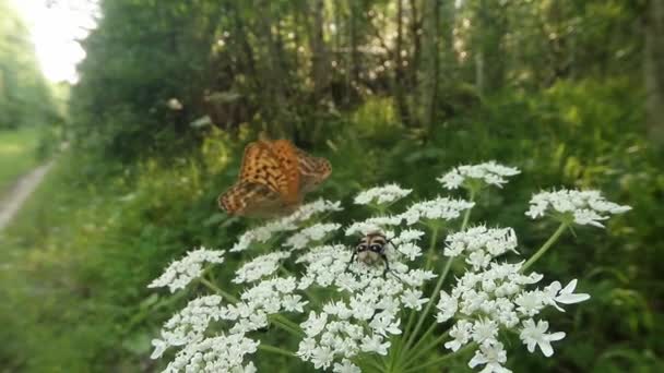Бабочка отталкивает огромного шмеля белым цветком, но не трогает жука крупным планом — стоковое видео