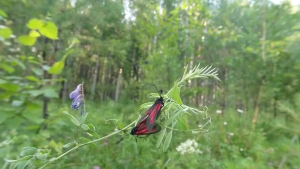 Un par de mariposas rojas apareamiento temporada sobre un fondo de verde, primer plano — Vídeos de Stock