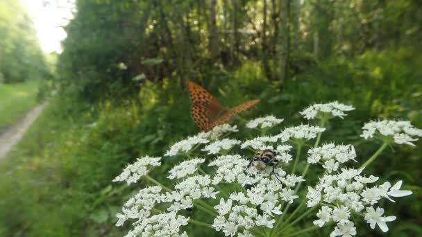 Mariposa manchada y escarabajo pastando en una flor blanca — Vídeos de Stock