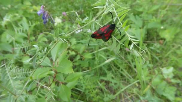 Un par de mariposas rojas apareamiento temporada sobre un fondo de verde, primer plano — Vídeos de Stock