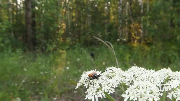 Coléoptère moustachu sur une fleur blanche a vu la caméra, gros plan — Video