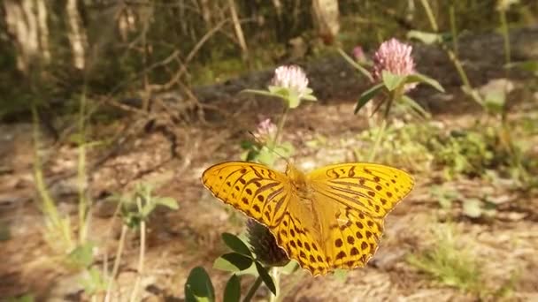숲을 클로버처럼 덮어 주는 분홍 옷을 입은 나비가 태양 아래있는 얼룩 갈색 나비 — 비디오