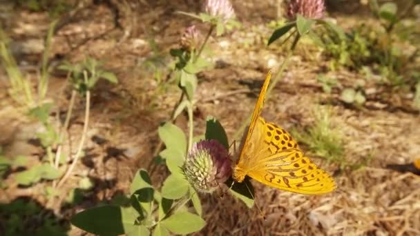 Farfalla bere il nettare di trifoglio rosa nella foresta estiva, primo piano — Video Stock