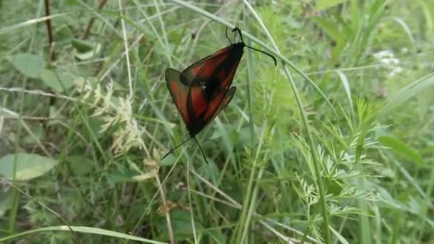 一对红色蝴蝶的交配季节，背景为绿色，特写 — 图库视频影像
