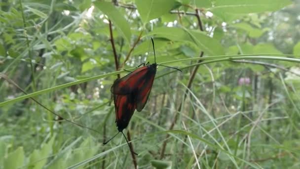 Une paire de papillons rouges saison d'accouplement sur un fond de vert, gros plan — Video