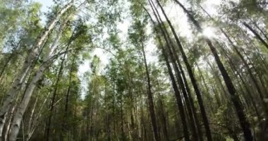 green summer forest in eastern Siberia near Lake Baikal, birch and cedar