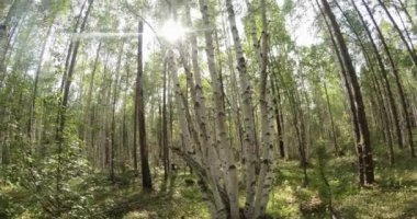 green summer forest in eastern Siberia near Lake Baikal, birch and cedar
