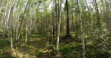 green summer forest in eastern Siberia near Lake Baikal, birch and cedar
