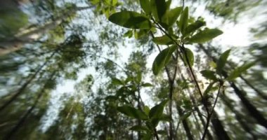 green summer forest in eastern Siberia near Lake Baikal, birch and cedar