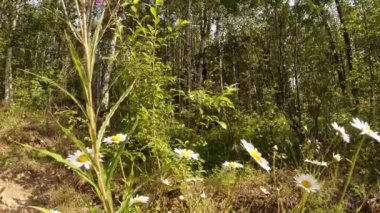 green summer forest in eastern Siberia near Lake Baikal, birch and cedar