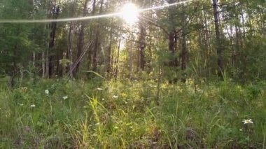green summer forest in eastern Siberia near Lake Baikal, birch and cedar