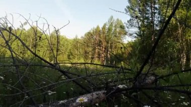 green summer forest in eastern Siberia near Lake Baikal, birch and cedar