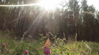 green summer forest in eastern Siberia near Lake Baikal, birch and cedar