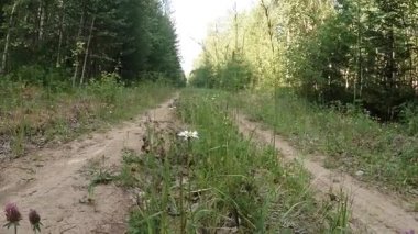 green summer forest in eastern Siberia near Lake Baikal, birch and cedar