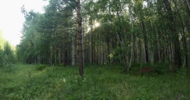green summer forest in eastern Siberia near Lake Baikal, birch and cedar
