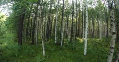 green summer forest in eastern Siberia near Lake Baikal, birch and cedar