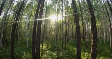 green summer forest in eastern Siberia near Lake Baikal, birch and cedar