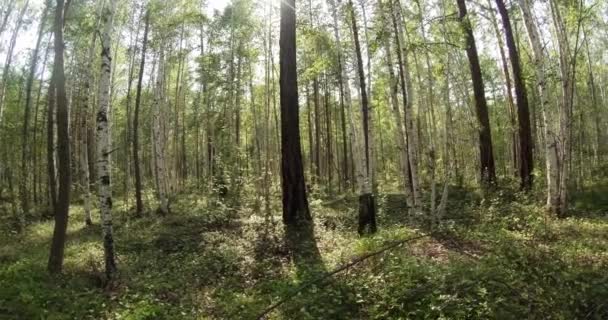 Floresta de verão verde no leste da Sibéria perto do Lago Baikal, bétula e cedro — Vídeo de Stock