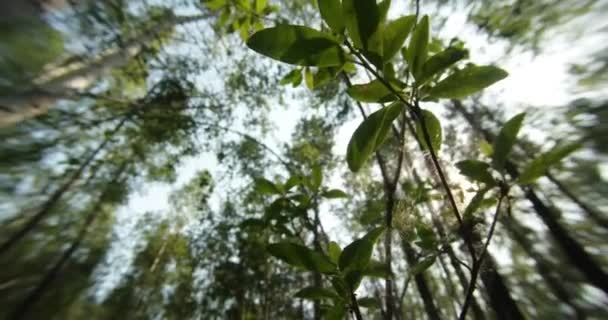 Forêt verte d'été dans l'est de la Sibérie près du lac Baïkal, bouleau et cèdre — Video