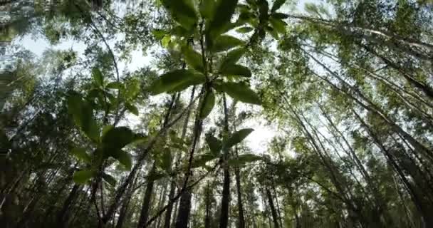 Green summer forest in eastern Siberia near Lake Baikal, birch and cedar — Stockvideo