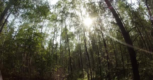 Green summer forest in eastern Siberia near Lake Baikal, birch and cedar — Αρχείο Βίντεο