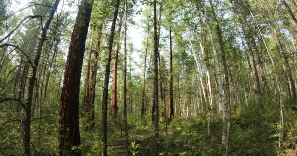 Verde foresta estiva nella Siberia orientale vicino al lago Baikal, betulla e cedro — Video Stock