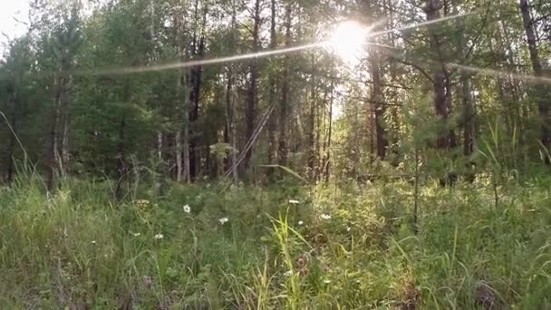 Green summer forest in eastern Siberia near Lake Baikal, birch and cedar — Stock videók