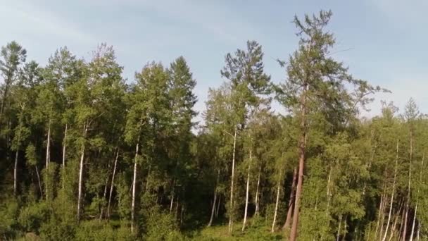 Зеленый летний лес в восточной Сибири возле озера Байкал, береза и кедр — стоковое видео
