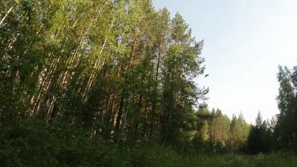 Green summer forest in eastern Siberia near Lake Baikal, birch and cedar — Stockvideo