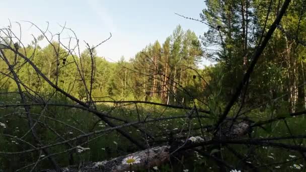 Green summer forest in eastern Siberia near Lake Baikal, birch and cedar — Wideo stockowe