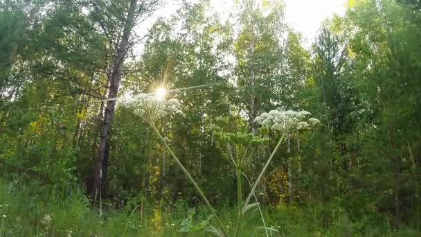 Green summer forest in eastern Siberia near Lake Baikal, birch and cedar — Stockvideo