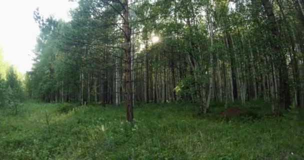 Floresta de verão verde no leste da Sibéria perto do Lago Baikal, bétula e cedro — Vídeo de Stock