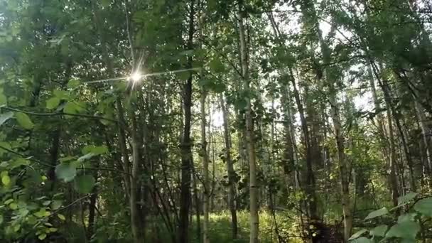 Verde bosque de verano en el este de Siberia cerca del lago Baikal, abedul y cedro — Vídeo de stock