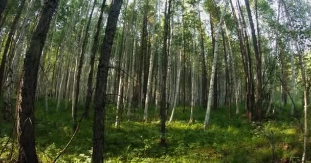 Green summer forest in eastern Siberia near Lake Baikal, birch and cedar — Stockvideo