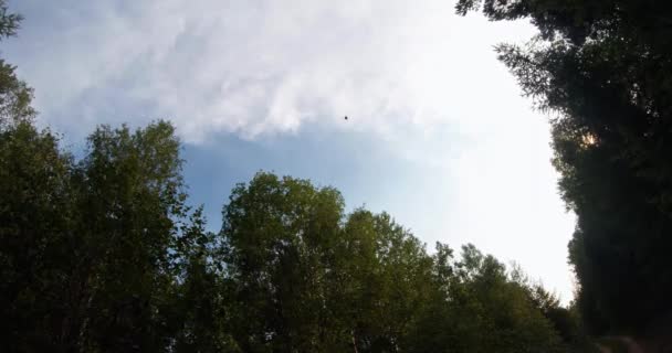 Verde bosque de verano en el este de Siberia cerca del lago Baikal, abedul y cedro — Vídeo de stock