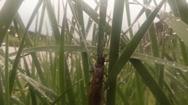 insects after rain green grass macro close up in the highlands near the river