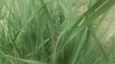 insects after rain green grass macro close up in the highlands near the river