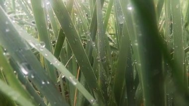 insects after rain green grass macro close up in the highlands near the river