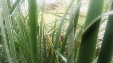 insects after rain green grass macro close up in the highlands near the river